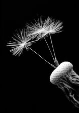 05_018_Alfons_kob_v1c